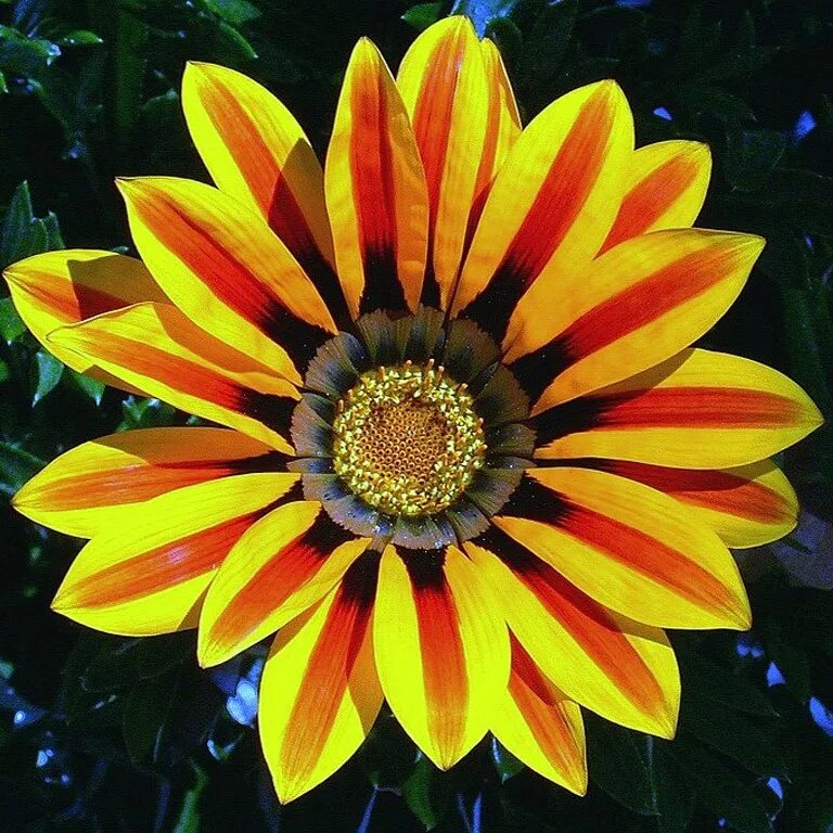 Гацания длиннострелковая. Гацания длиннострелковая. Гацания саншайн. Гацания, газания, гацания. Гацания и газания.