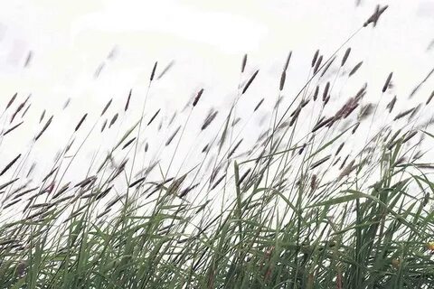 Трава колышется выглядишь