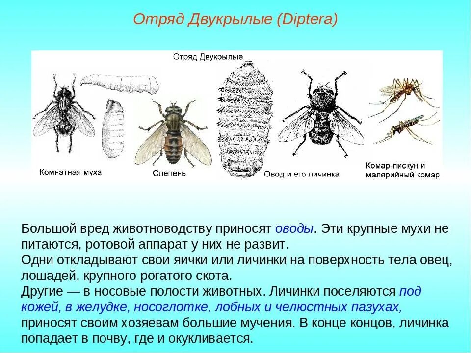 Стадии комнатной мухи. Отряд Двукрылые (Diptera). Личинки Оводов строение. Двукрылые строение ротового аппарата. Строение двукрылых насекомых кратко.