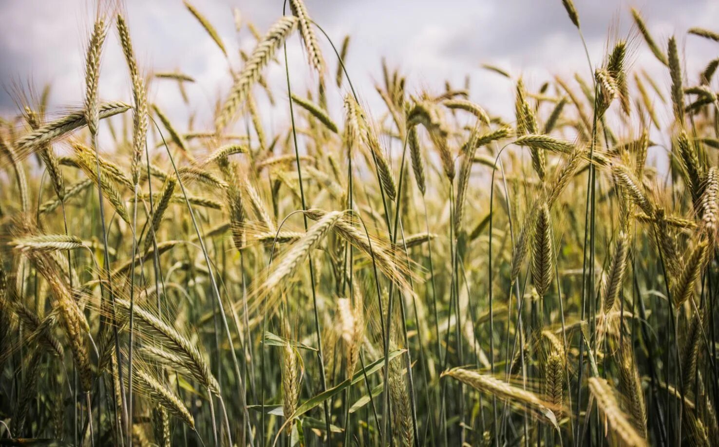 Сорт озимой ржи («Rosen Rye»),. Славия сорт ржи. Рожь (Secale).