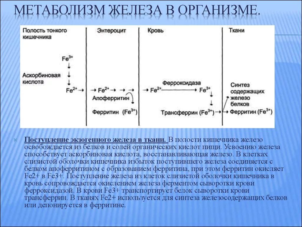 Обмен железа в печени. Основные этапы обмена железа в организме. Схема усвоения железа в организме. Этапы метаболизма железа. Стадии метаболизма железа.