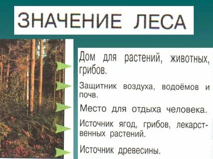 Природные сообщества 3 класс окружающий мир 21 век презентация