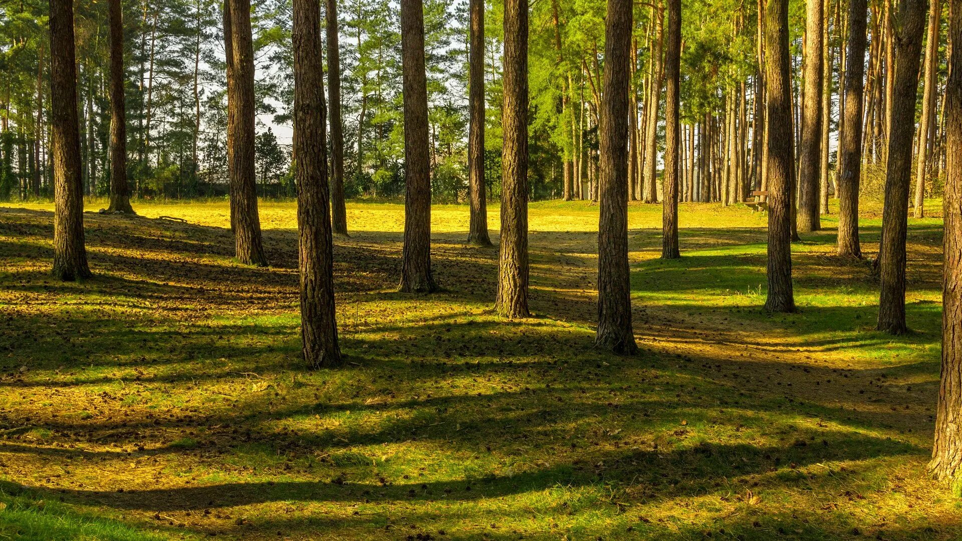 Московская область сосновый бор сосновый бор. Поляна в сосновом лесу. Лесопарк сосновый бор. Поляна соснового леса. Поляна в сосновом лесу.