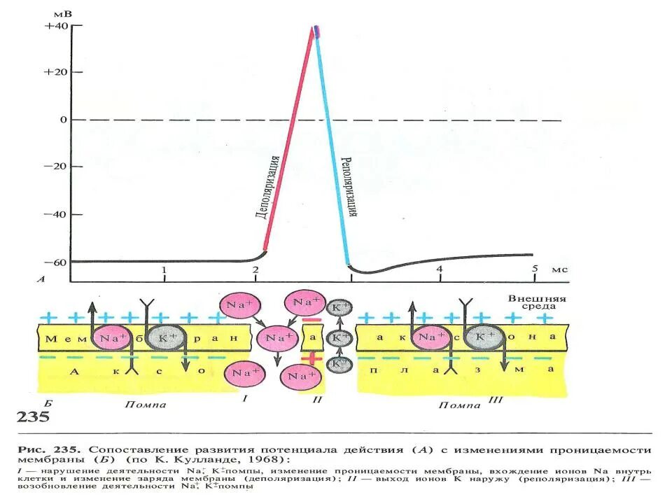 График мембранного потенциала нервной клетки. График потенциала действия. Потенциал действия механизм его возникновения. График мембранного потенциала мышечной клетки и его сдвиги. Пд клетки