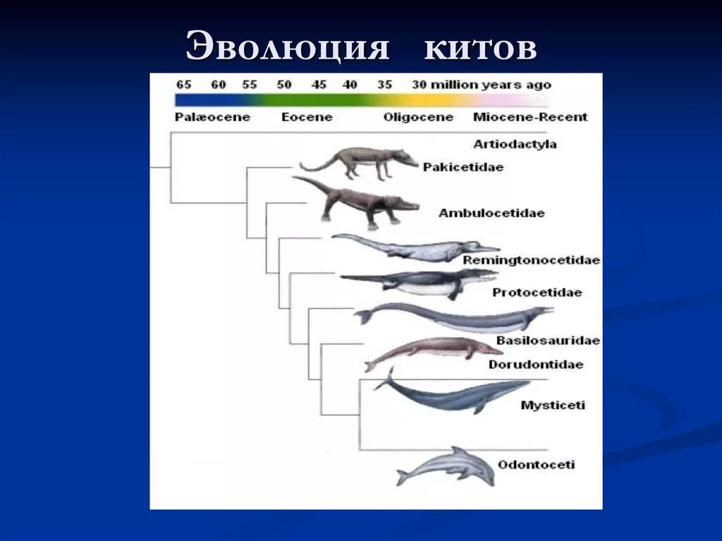 Происхождение китообразных схема. Эволюция китов. Эволюционное Древо китов. Переходные формы китообразных. Китообразные парнокопытные