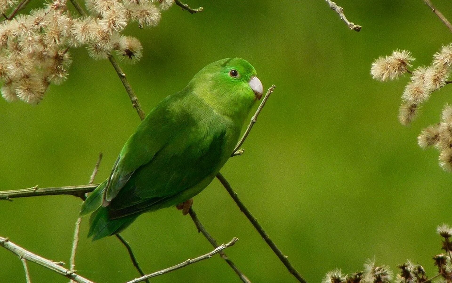 Фото зеленых птиц. Пуэрториканский изумрудный Колибри. Птица зелёного цвета. Птица с зелеными лапами. Птица с зеленой головой.