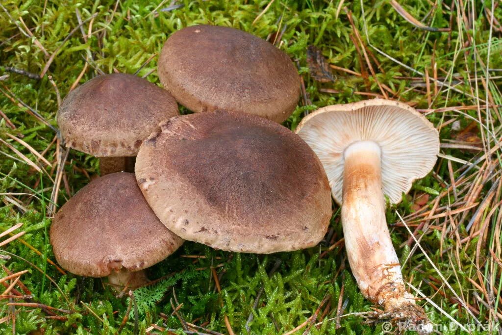 Рядовка телеграмм. Рядовка коричневая Tricholoma imbricatum. Рядовки сластушки. Рядовка коричневая Tricholoma imbricatum съедобные. Tricholoma populinum гриб съедобный или нет.