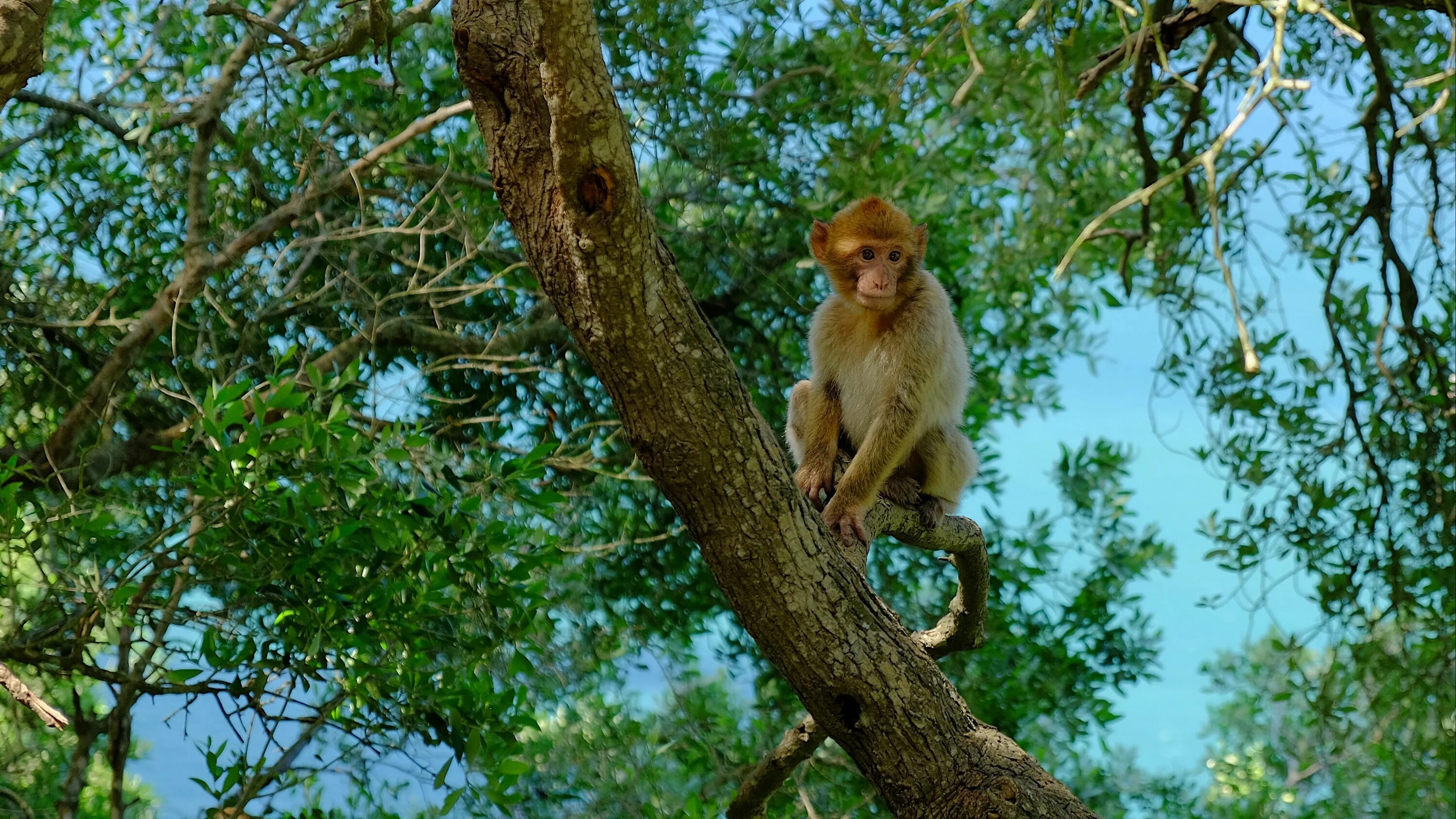 Monkeys trees