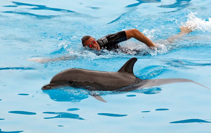 Удовольствие с дельфином. Мужчина плавает с дельфинами. Al Swims faster than.