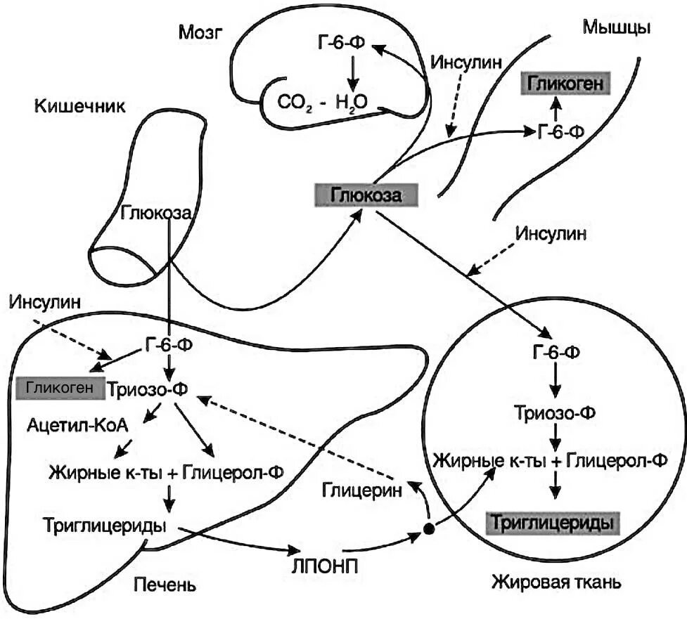 Схема метаболизма Глюкозы в печени. Нарушение углеводного обмена в печени. Нарушение углеводного обмена схема. Гликоген Глюкоза инсулин.
