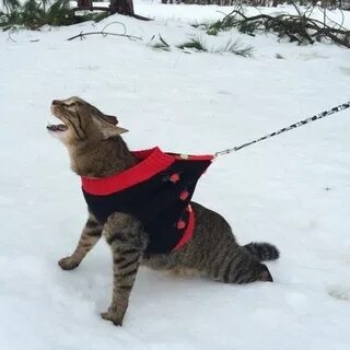 Кот гуляет зимой