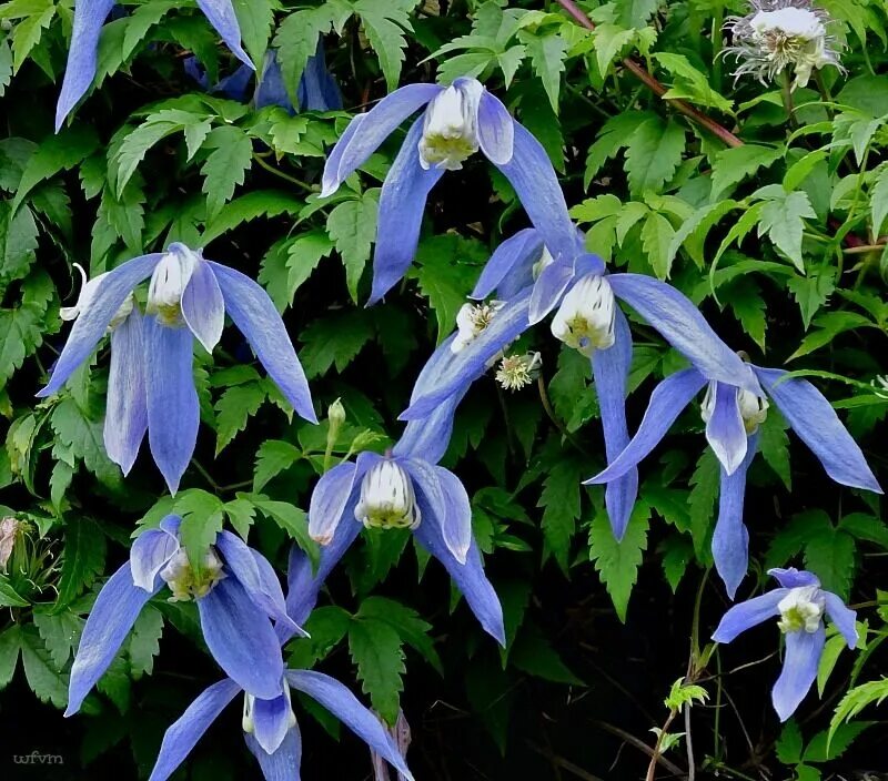 Клематис альпийский княжик. Клематис ботанический дженни. Клематис сибирский княжик. Клематис альпийский княжик. Клематис княжики.