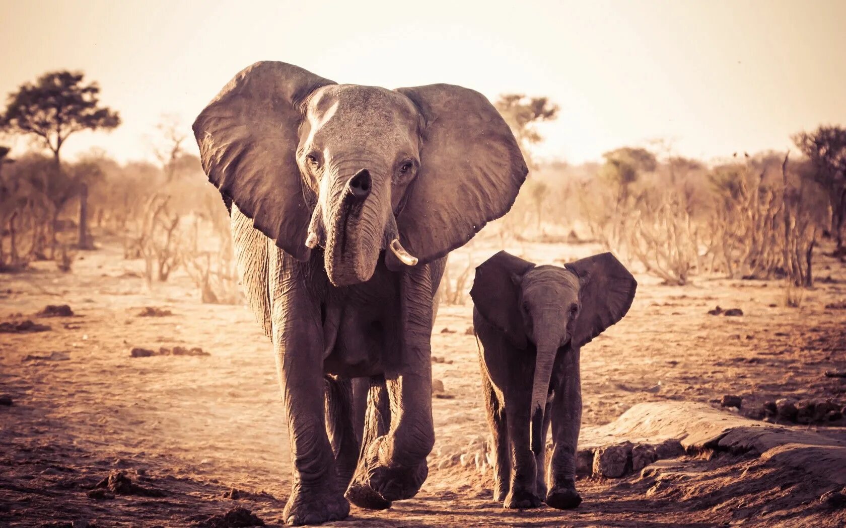 Elephants walking. Слоны в Калахари. Пустынный слон. Мама слон. Креативные картины слоны.