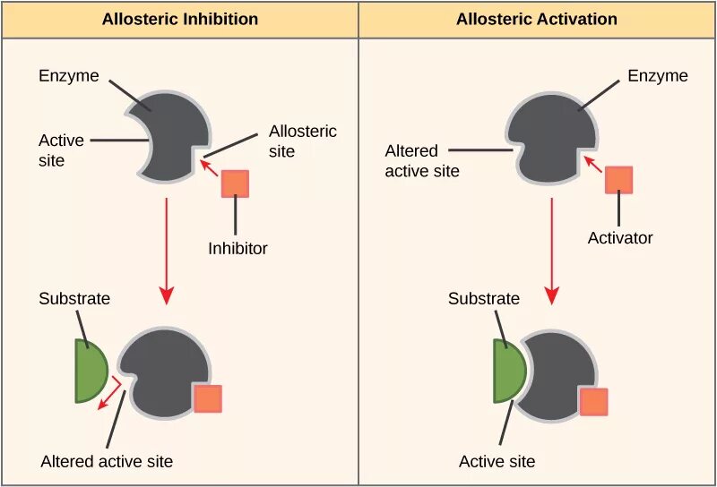 Разница между отрицательным и положительным. Allosteric Regulation. Enzyme inhibitors. Allosteric Regulation of Enzyme activity. Ключ замок ферменты.