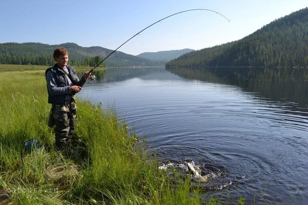 Телецкое озеро горный Алтай рыбалка. Река Катунь рыбалка. Таймень хариус Алтай. Река Катунь горный Алтай рыба.