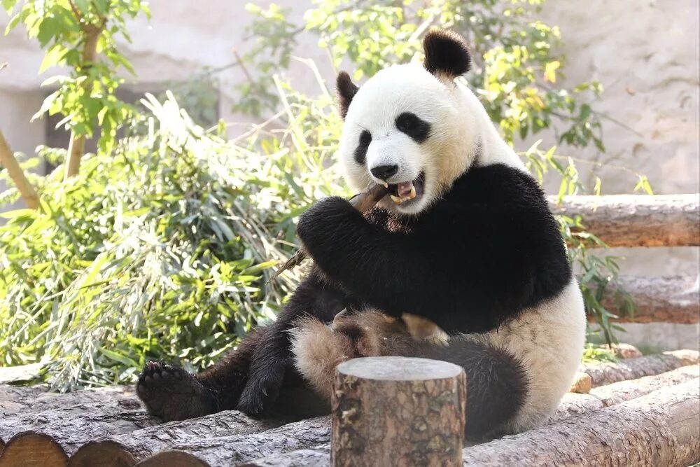 Панда жуи в Московском зоопарке. Зоопарк Москва панды жуи. Панда в Московском зоопарке. Панда в Московском зоопарке 2023. Зоопарк увидеть панду
