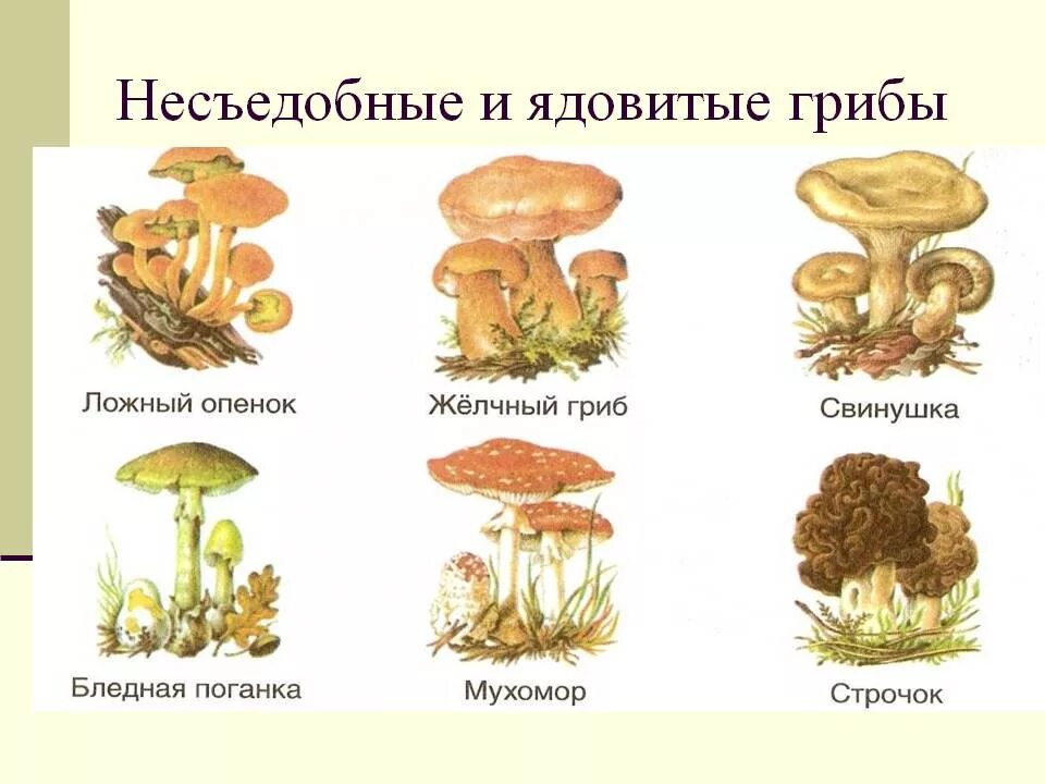 Назови 3 гриба. Несъедобные грибы рисунок и название. Название несъедобных грибов ядовитых. Грибы съедобные несъедобные и ядовитые. Рисунки детей съедобных грибов и несъедобных грибов с названиями.