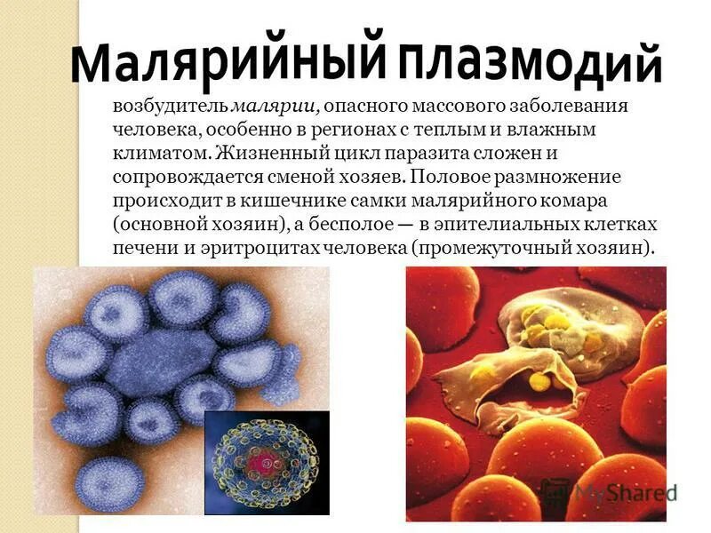 Малярийный плазмодий возбудитель. Одноклеточный малярийный плазмодий. Малярийный плазмодий строение простейшего. Малярия малярийный плазмодий.