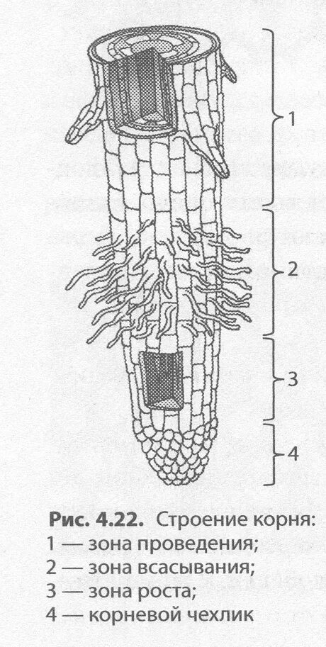 Строение зоны корня рисунок. Рис 37 строение корня. Внутреннее строение корня биология. Строение корня растения зоны корня. Зоны корня схема.