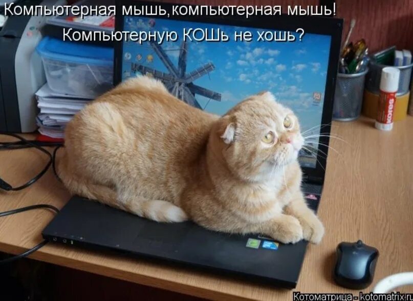 Вася шел от дома. Компьютерная кошь. Кошь и мышь. Компьютерная кошь Мем. Офисная мышь Мем.
