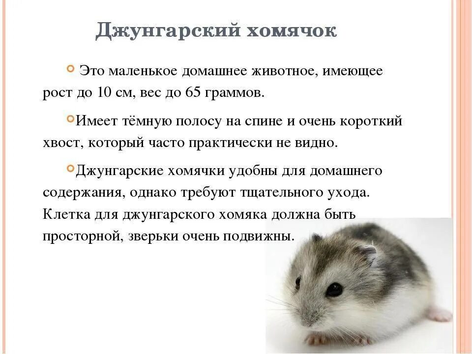 1в в хомяке это сколько