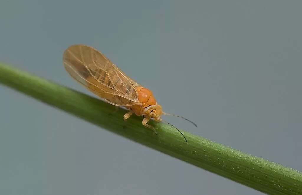 яблонная медяница. яблонная медяница. яблонная медяница. яблонная медяница. медяница.