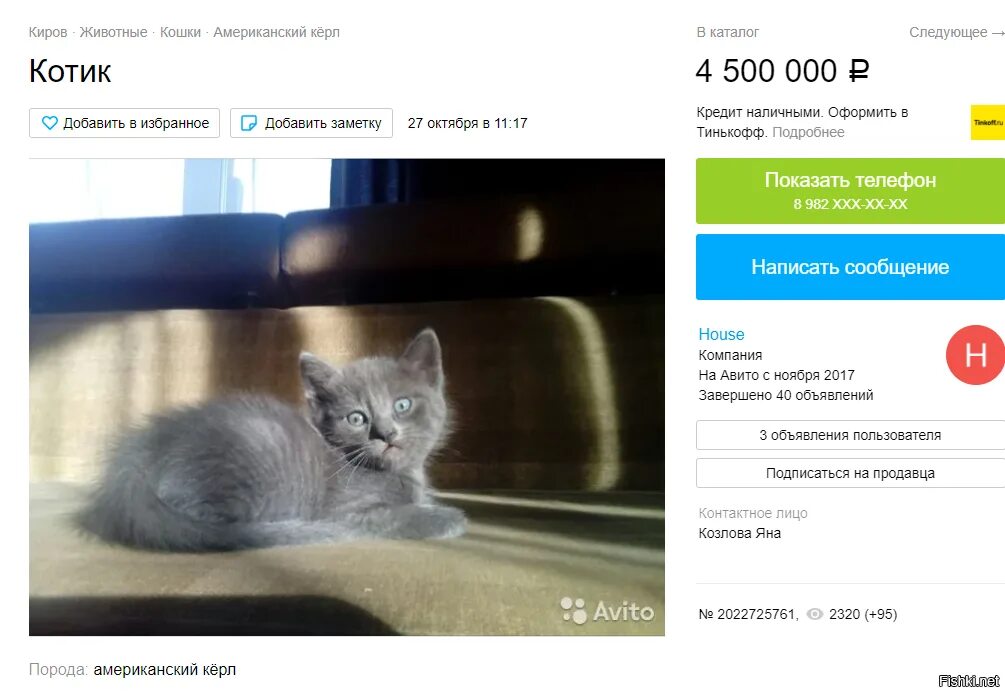 Авито объявления котята. Котики продаются. авито коты. котик продает. котята скоро будут.