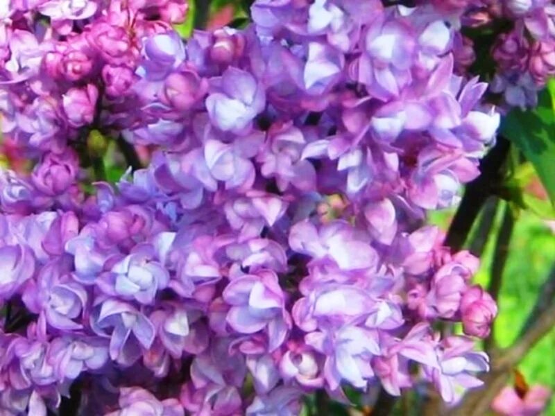 Сирень бульба. Сирень Персидская (Syringa persica). Персидская махровая сирень.