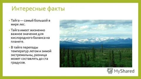 Факты о лесе