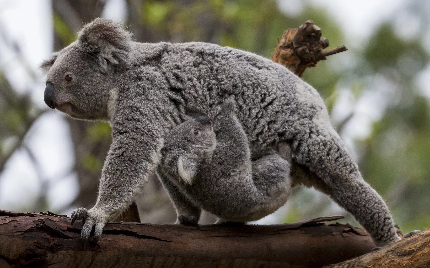 Сумчатые животные коала. Австралийская коала. Сумчатые животные Австралии коала. 2 В 1.