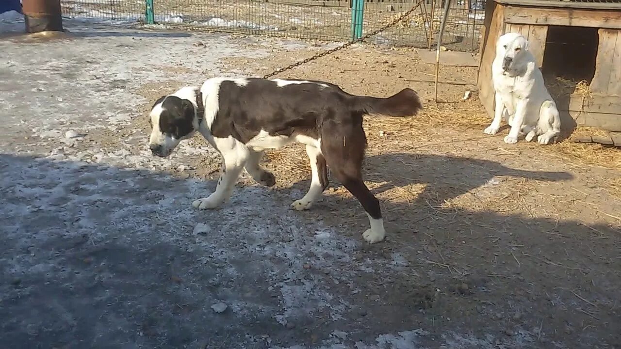 Олобай протевитбулч. Дорогие алабаи. Бугай алабай. Бугай алабай. Бугай алабай.