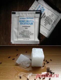 Средство от муравьев в доме борная кислота