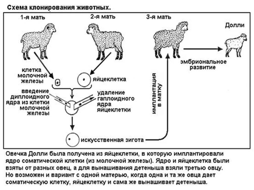 Клон клеток это. Клонирование животных схема. Процесс клонирования овечки Долли. Клеточная инженерия клонирование овечки Долли. Клонирование Долли схема.