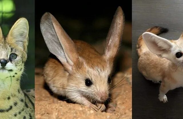 трубкозуб (земляной поросёнок). фенек альбинос. степная лиса фенек. мадагаскарский тушканчик. длинные уши маленький хвост.