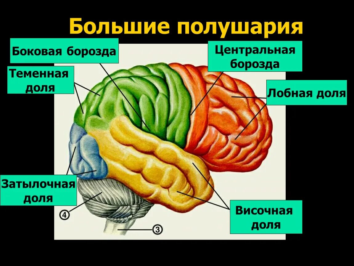 Выберите височную долю
