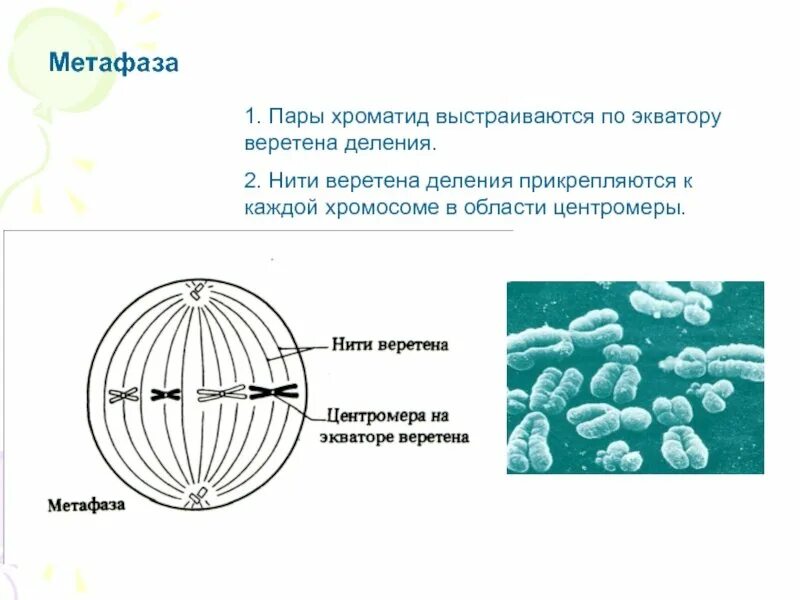 Метафаза 1 рисунок. Метафаза 1 1. нити веретена деления. метафаза веретено деления. прикрепление нитей веретена деления центромера хромосомы.
