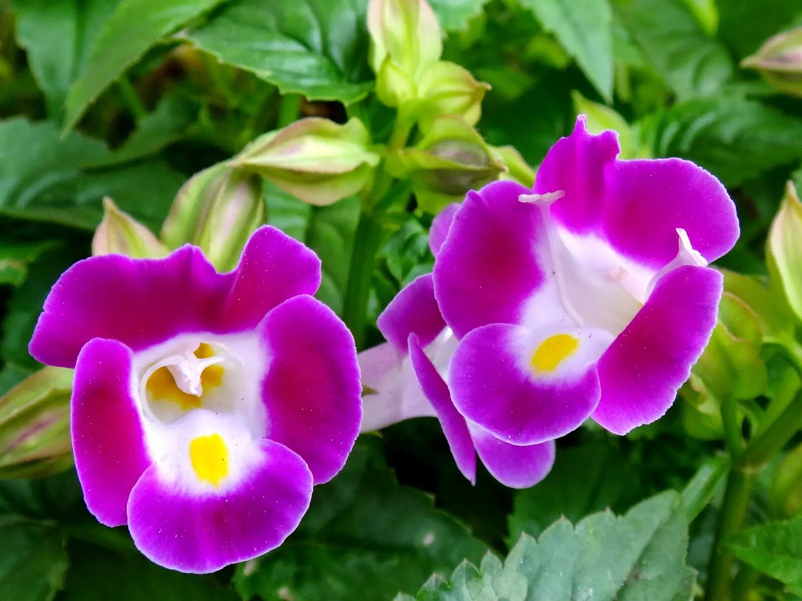 Торения мармелад. Торения кауай. Торения мармелад. Торения мармелад. Торения мармелад клубничный.