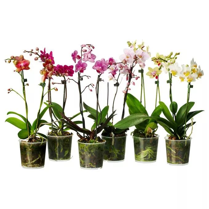 Орхидея купить нижний новгород в горшке. Орхидея микс d12 h60. Фаленопсис микс d12 h40. Орхидея фаленопсис микс. Цветы фаленопсис микс.