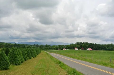 Tree farm