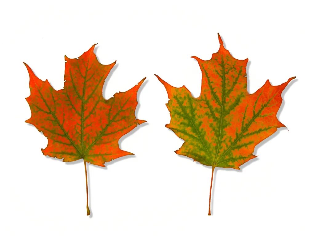 Кленовый лист. Осенние листочки. Кленовый лист с двух сторон. Листья клена с двух сторон.