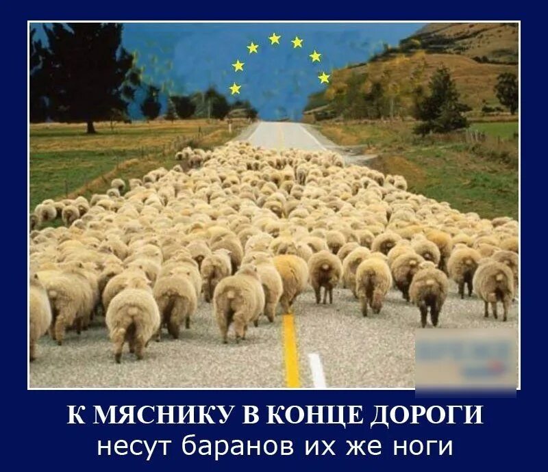 Портит стадо. Стадо Баранов демотиватор. Люди стадо Баранов. Стадо овец идет. Стадо людей.