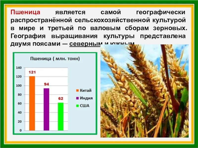 Зерновые культуры география. Самые распространенные сельскохозяйственные культуры в мире. Зерновые культуры таблица. Пшеничный что значит