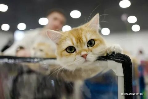 Выставка кошек калининград 2024