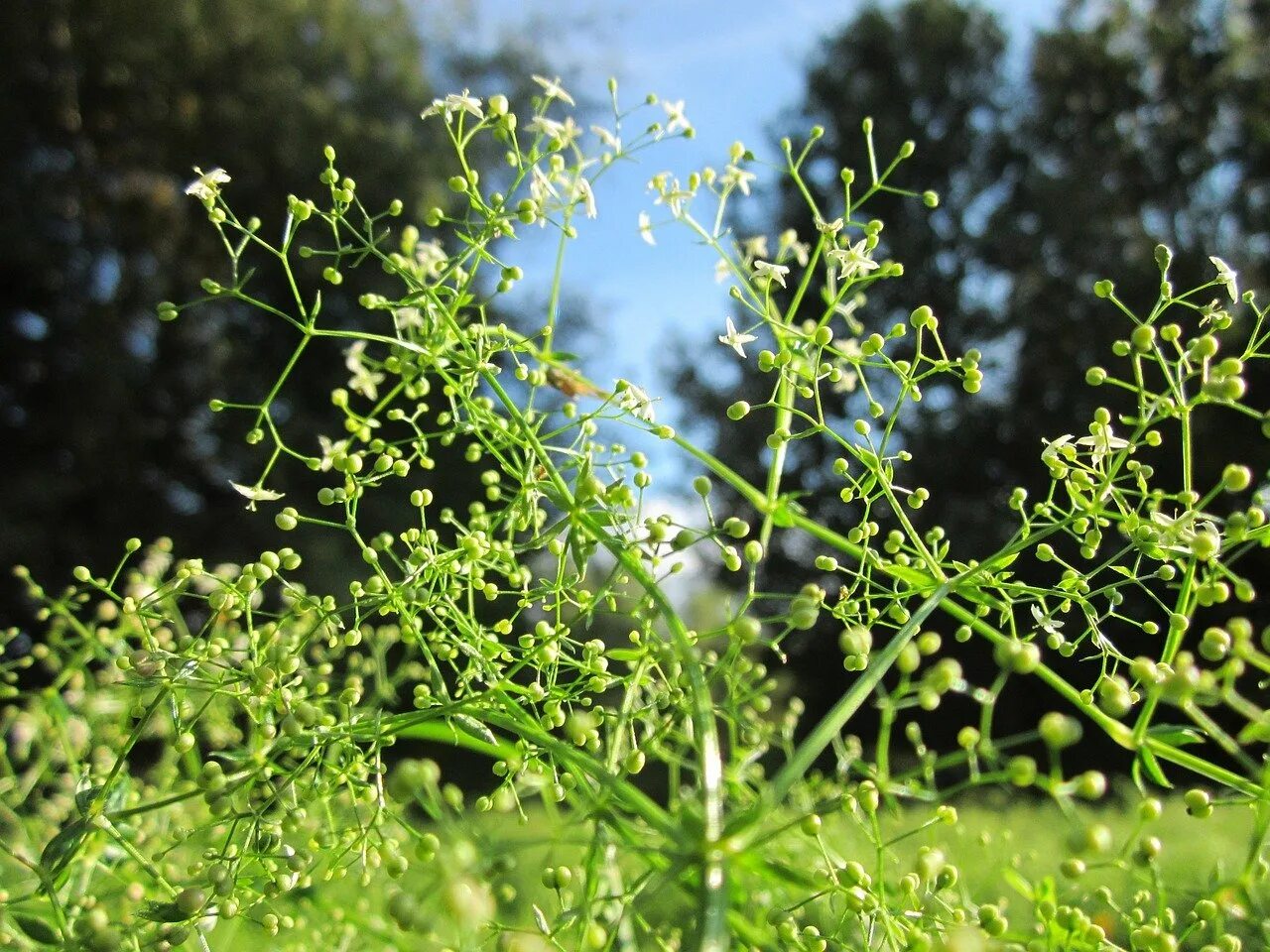 Подмаренник Шультеса. Подмаренник цепкий. Galium mollugo. Подмаренник цепкий сорняк.