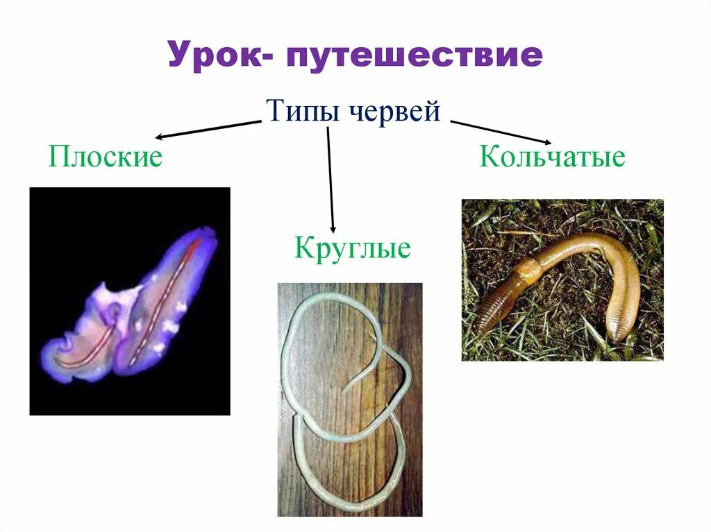 Круглые черви и кольчатые черви. Плоские круглые и кольчатые черви. Типы плоские черви круглые черви кольчатые черви. Тип круглые черви и кольчатые черви.