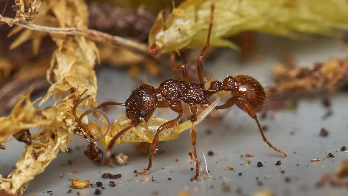 Муравьиный вид. Муравьи Myrmica rubra. Мирмика Рубра. 1. Myrmica rubra. Мирмика Рубра матка.