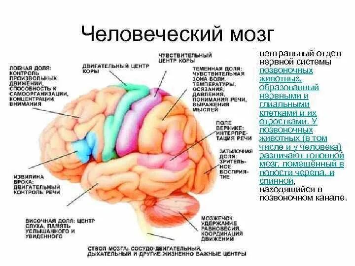 Пищевой центр в мозге