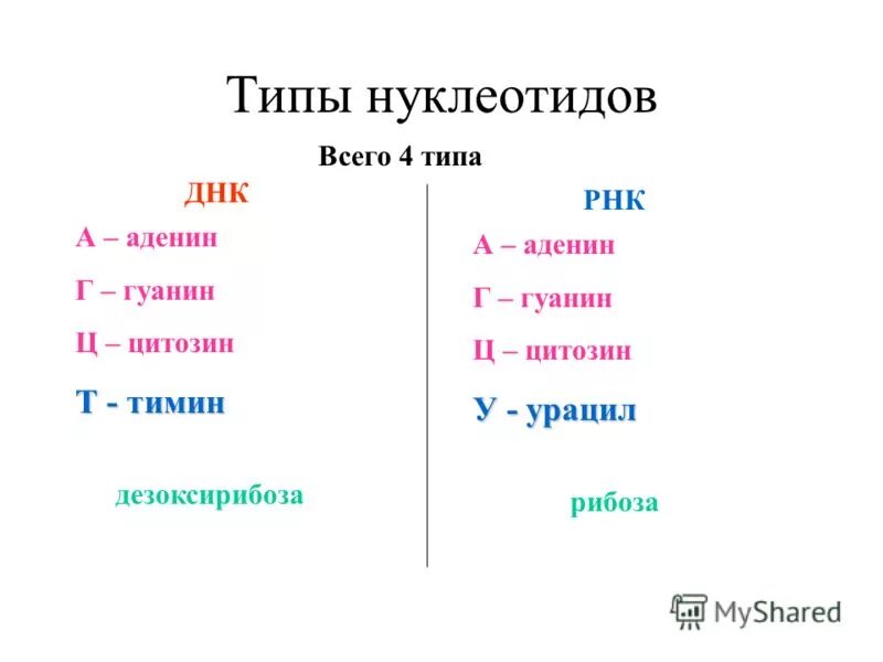 Рнк аденин гуанин. Типы нуклеотидов ДНК И РНК. ДНК аденин гуанин цитозин Тимин. Тимин гуанин цитозин аденин таблица. ДНК И РНК аденин Тимин гуанин цитозин урацил.