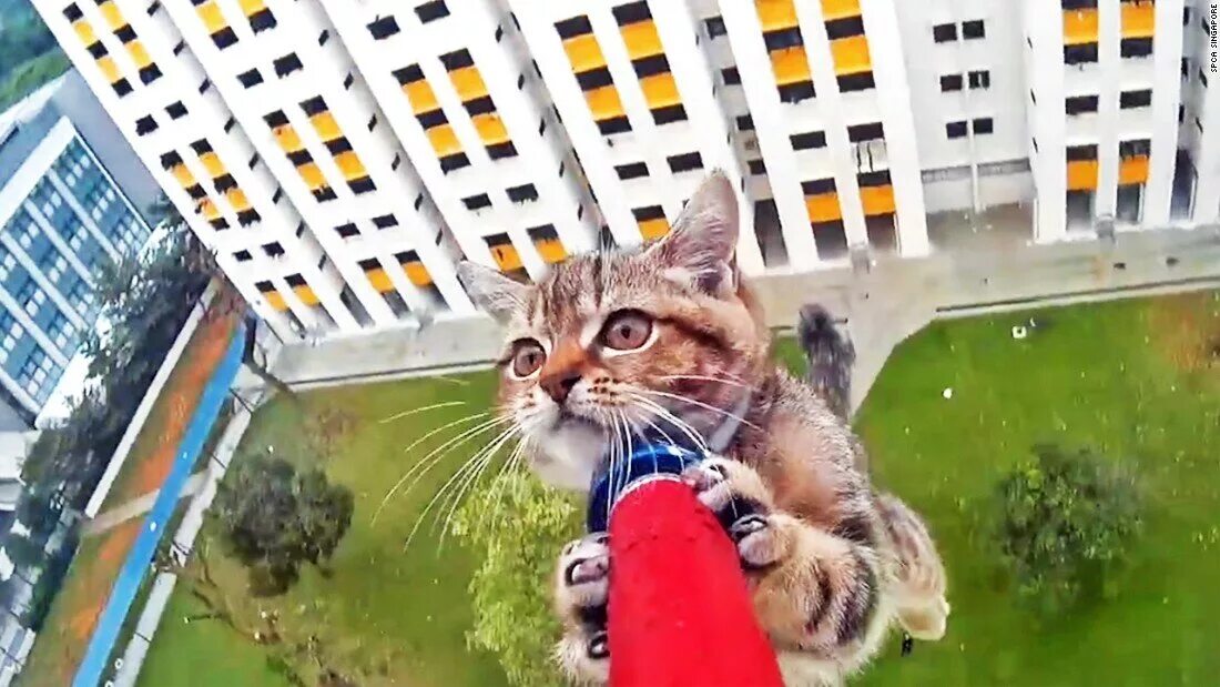 Включи кота дальше. Кот на балконе. Летающий кот. Кошка падает из окна. Балкон для кошек.