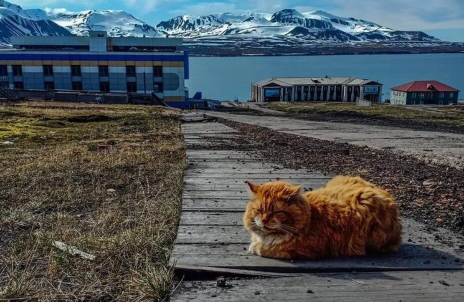 Почему на шпицбергене запрещены кошки. Кот кеша со шпицбергена. баренцбург кот кеша. кот на острове шпицберген. кот песец на шпицбергене.